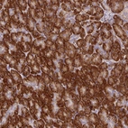 Immunohistochemical staining of human pancreas shows strong cytoplasmic-nucleoli positivity in exocrine glandular cells.