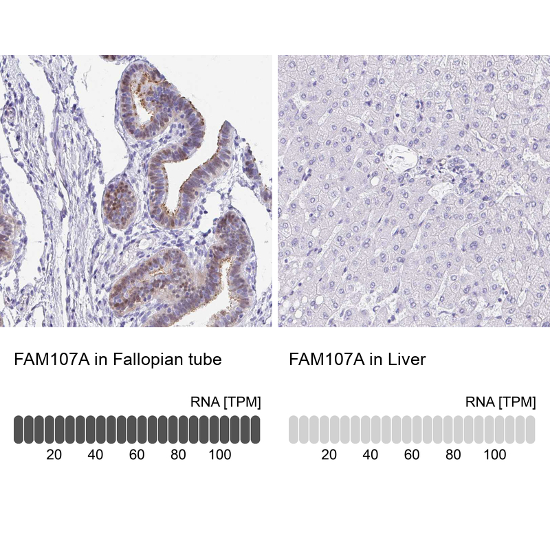 Anti-FAM107A Antibody