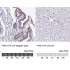 Anti-FAM107A Antibody