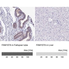 Anti-FAM107A Antibody