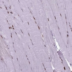 Anti-HIST1H1C Antibody