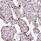 Immunohistochemical staining of human placenta shows strong nuclear positivity in trophoblastic cells.