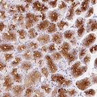 Anti-LINGO3 Antibody