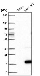 Western blot analysis in control (vector only transfected HEK293T lysate) and FAM19A3 over-expression lysate (Co-expressed with a C-terminal myc-DDK tag (~3.1 kDa) in mammalian HEK293T cells, LY403648).