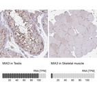 Anti-MIA3 Antibody