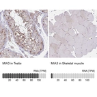 Anti-MIA3 Antibody