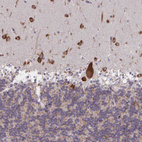 Anti-MIA3 Antibody