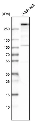 Western blot analysis in human cell line U-251 MG.