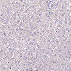 Anti-COX8A Antibody