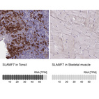 Anti-SLAMF7 Antibody