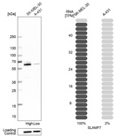 Western blot analysis in human cell line SK-MEL-30 and human cell line A-431.