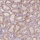 Immunohistochemical staining of human kidney shows weak cytoplasmic positivity in cells in tubules.