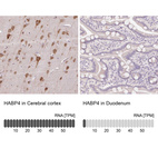 Anti-HABP4 Antibody