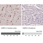 Anti-HABP4 Antibody