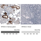 Anti-WFDC2 Antibody