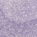 Immunohistochemical staining of human lymphoid tissues shows no positivity in germinal center cells as expected.