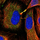 Immunofluorescent staining of human cell line HeLa shows localization to cytosol & cytokinetic bridge.