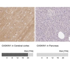 Anti-CASKIN1 Antibody