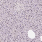 Anti-CASKIN1 Antibody