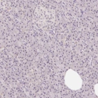 Immunohistochemical staining of human pancreas shows low expression as expected.