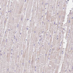 Anti-COPZ2 Antibody