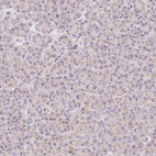 Anti-COPZ2 Antibody