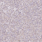 Immunohistochemical staining of human pancreas shows moderate granular cytoplasmic positivity in exocrine glandular cells.