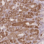 Anti-ZNF547 Antibody