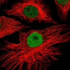 Immunofluorescent staining of human cell line HeLa shows localization to nucleoplasm.