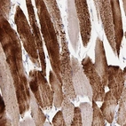 Immunohistochemical staining of human skeletal muscle shows high expression.