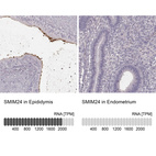 Anti-SMIM24 Antibody