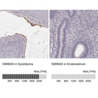Anti-SMIM24 Antibody