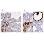 Immunohistochemical staining of human colon, epididymis, kidney and testis using Anti-SMIM24 antibody HPA056027 (A) shows similar protein distribution across tissues to independent antibody HPA045046 (B).