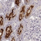 Immunohistochemical staining of human kidney using Anti-SMIM24 antibody HPA056027.