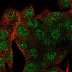 Immunofluorescent staining of human cell line Hep G2 shows localization to nucleoplasm & cytosol.
