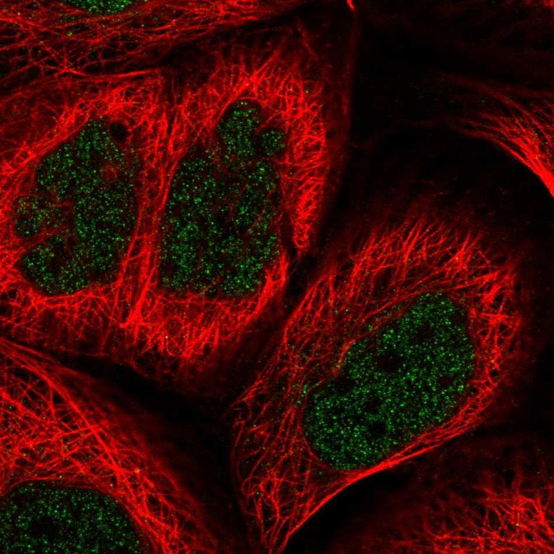 Anti-BHLHE41 Antibody