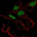 Anti-POU3F3 Antibody