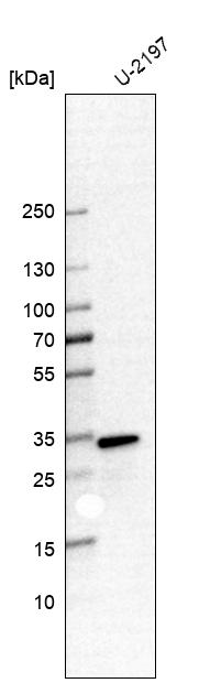 Anti-CAPZB Antibody