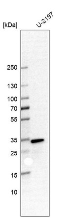 Anti-CAPZB Antibody