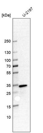 Anti-CAPZB Antibody