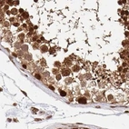 Immunohistochemical staining of human testis using Anti-PSMD7 antibody HPA056069.