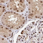 Immunohistochemical staining of human kidney using Anti-PSMD7 antibody HPA056069.