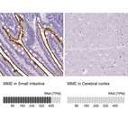 Anti-MME Antibody