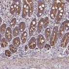 Anti-DYRK4 Antibody