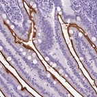 Immunohistochemical staining of human small intestine shows strong membranous positivity in glandular cells.
