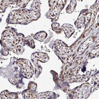 Anti-FMR1 Antibody