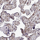 Immunohistochemical staining of human placenta shows moderate cytoplasmic positivity in trophoblastic cells.