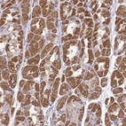 Immunohistochemical staining of human stomach shows moderate to strong cytoplasmic positivity in glandular cells.