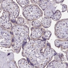 Immunohistochemical staining of human placenta shows weak cytoplasmic positivity in trophoblastic cells.