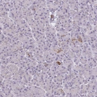 Immunohistochemical staining of human pancreas shows weak cytoplasmic positivity.